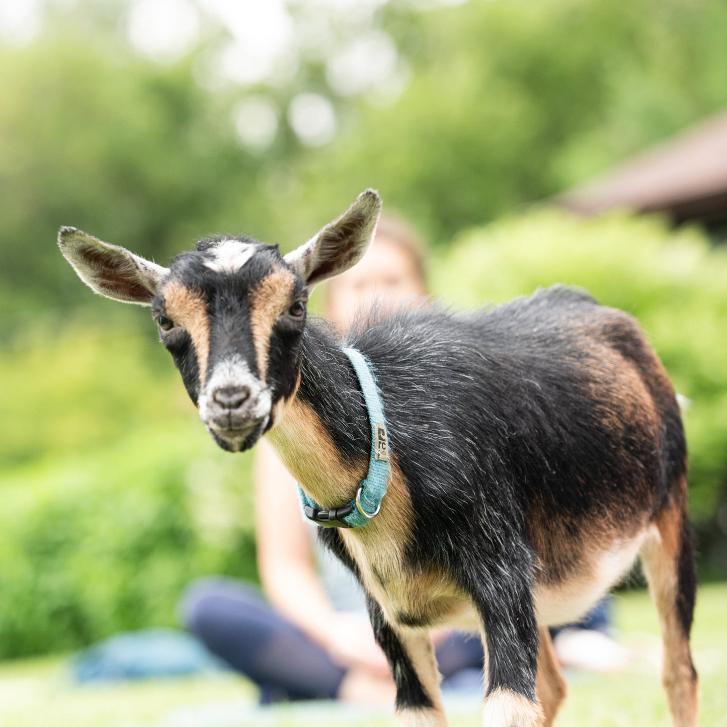 AUGUST Goat Yoga/AOÛT Yoga avec Chevres