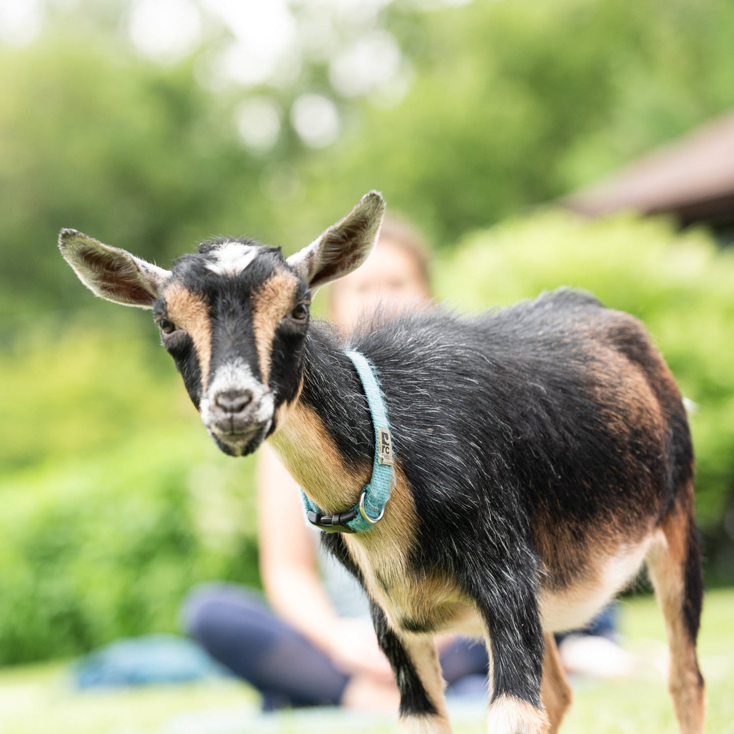 October Goat Yoga